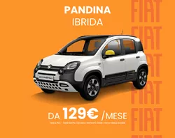 Pandina Ibrida